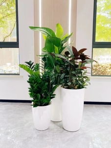 余姚花卉租赁价格，你了解多少？速戳！